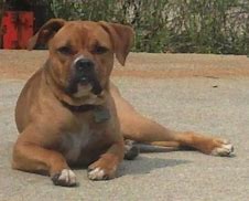 Image result for Blue Pitbull Boxer Mix