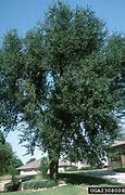 Image result for Siberian Elm in France