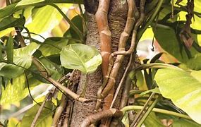 Image result for Tropical Climbing S Green Plants