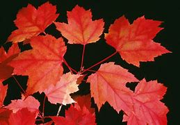 Image result for Red Maple