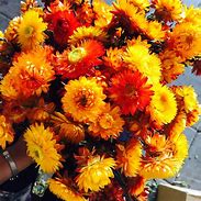 Image result for Dried Flowers Decor