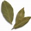 Image result for Bay Leaf Illustration