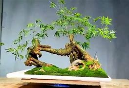 Image result for Bonsai Tre Drawing. F