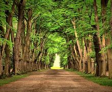 Image result for Michigan Nice Trees