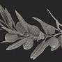 Image result for Very Fancy Olive Branch