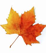 Image result for Single Fall Leaf JPEG