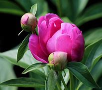 Image result for Peony Drawing Tattoo Design Flower Outline