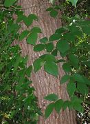 Image result for Poison Ivy Vine Growing Up a Tree