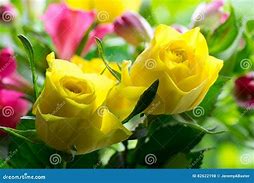 Image result for Soft Yellow Roses