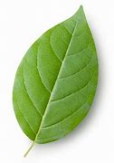 Image result for 1 Inch Pot Leaf Full Page