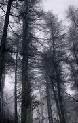 Image result for Forest Wallpaper