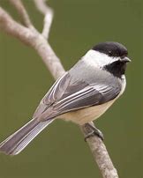 Image result for Small Bird On Branch