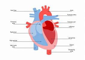 Image result for Heart Diagram Poster