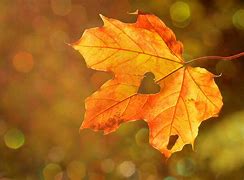 Image result for Fall Single Maple Leave Image