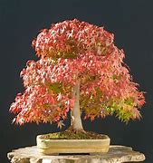 Image result for Plant Japanese Maple Trees