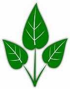 Image result for Leaf Pictures Clip Art