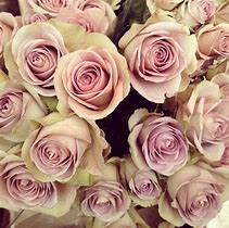 Image result for Dusty Rose Color Flowers