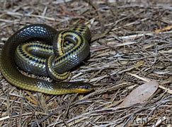 Image result for Glossy Crayfish Snake