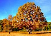 Image result for New York Fall Leaves Coloring