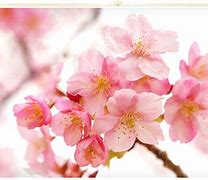 Image result for Pink Floral Openings Available Pic