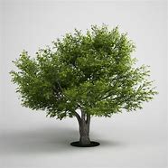 Image result for Digital 3D Tree Model Free