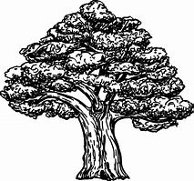 Image result for Vintage Tree Branch Illustration