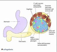 Image result for Island Og Langerhans Cells