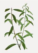 Image result for Willow Tree Branch Illustration