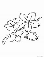 Image result for Cherry Blossom Chibi Coloring Pages