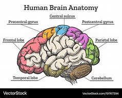 Image result for Human Brain Diagram Biology 101