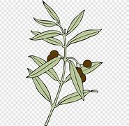 Image result for Olive Branch Petition Clip Art