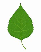 Image result for Birch Leaf Line Illustration