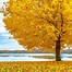 Image result for Red Oak Tree UK