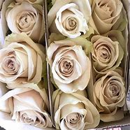 Image result for Sandy Dust Rose