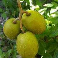 Image result for Hera's Golden Apple Tree