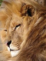 Image result for Image Rampant Lion Simple Outline