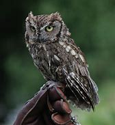 Image result for Eastern Screech Owl Florida