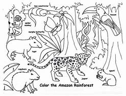 Image result for Tropical Rainforest Animals Coloring Pages