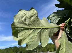 Image result for Swamp White Oak Leaf