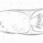 Image result for Angelfish Coloring Page