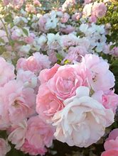 Image result for Pastel Pink and White Aesthetic