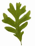 Image result for White Oak Leaf