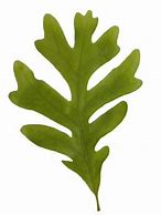 Image result for Oregon White Oak Leaf