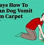 Image result for Clean Up Dog Vomit Couch