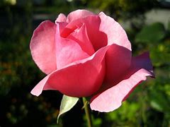 Image result for Rose Paintigns