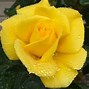 Image result for Yellow Rose Varieties