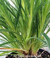 Image result for Pandanus Dwarf