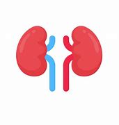 Image result for Kidney Unlabeled