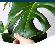 Image result for Sample of Big Leaf