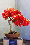 Image result for Bonsai Tree Plants